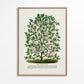 Frendorf | Hardy Magnolia Baum Lithografie - Botanisches Exemplar Rochester