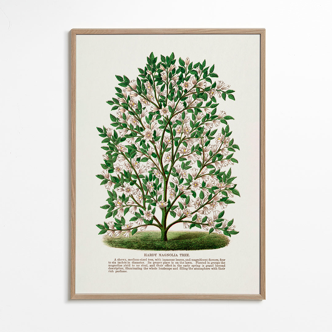Frendorf | Hardy Magnolia Baum Lithografie - Botanisches Exemplar Rochester