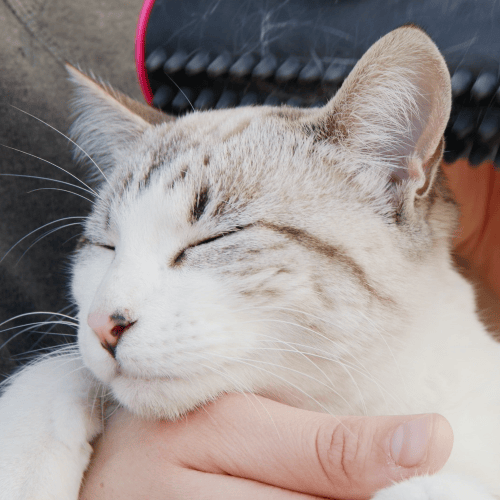 Frendorf | 3 in 1 Entfilzungs-Unterfell- & Fellbürste