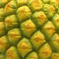 Frendorf | TropiLume Gartenleuchte | Outdoor Solarlicht | Wetterfest | Ananas LED Dekoleuchte