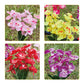 Moderne Kreative Simulation Phalaenopsis Solar LED Außen Patio Rasen Boden Einstich Landschaftslicht