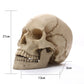 1:1 Menschlicher Kopf Schädel Statue für Wohnkultur Harz Figuren Halloween Dekoration Skulptur Medizinische Lehrskizze Modell Kunsthandwerk