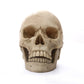 1:1 Menschlicher Kopf Schädel Statue für Wohnkultur Harz Figuren Halloween Dekoration Skulptur Medizinische Lehrskizze Modell Kunsthandwerk