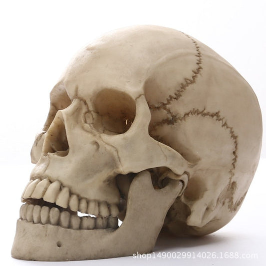 1:1 Menschlicher Kopf Schädel Statue für Wohnkultur Harz Figuren Halloween Dekoration Skulptur Medizinische Lehrskizze Modell Kunsthandwerk