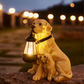 Frendorf | Verspielt Pfoten Solarlampe
