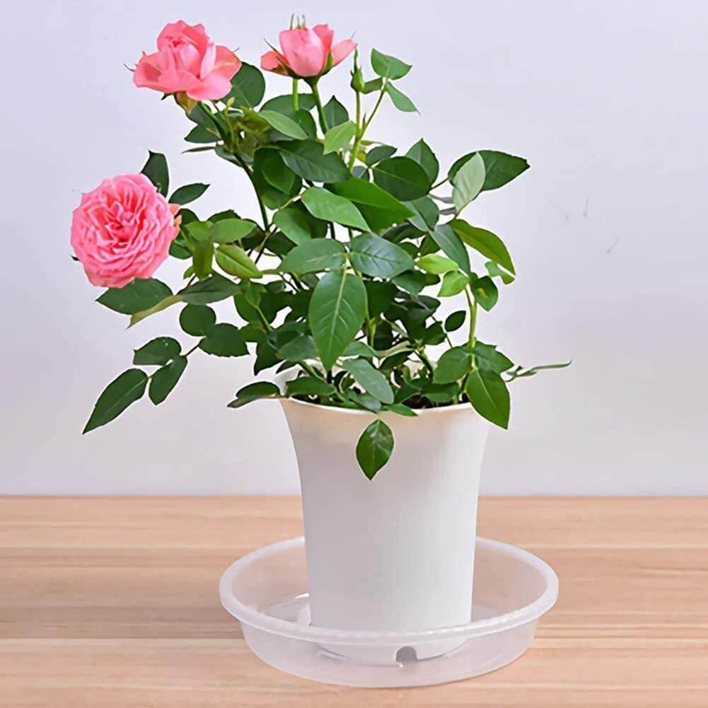 Frendorf | PlanterShield 10-teiliges Transparentes Kunststoff-Untersetzer-Set | Pflanzenschutz für Zuhause und Garten