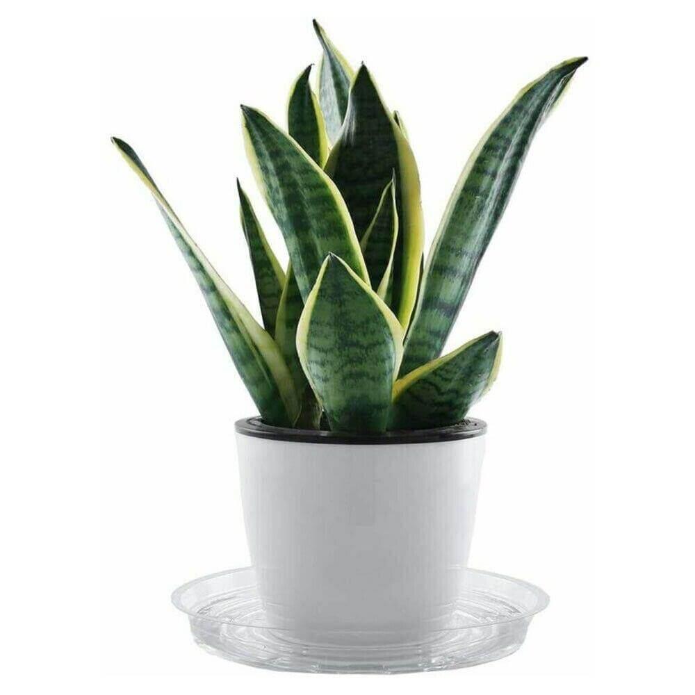 Frendorf | PlanterShield 10-teiliges Transparentes Kunststoff-Untersetzer-Set | Pflanzenschutz für Zuhause und Garten