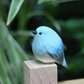 Frendorf | Natural Joy Vogel Figurine zur Verbesserung Ihres Interieurs