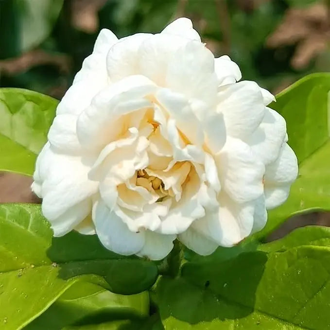 Frendorf | 100 Jasminsamen für duftende, immergrüne Kletterpflanzen