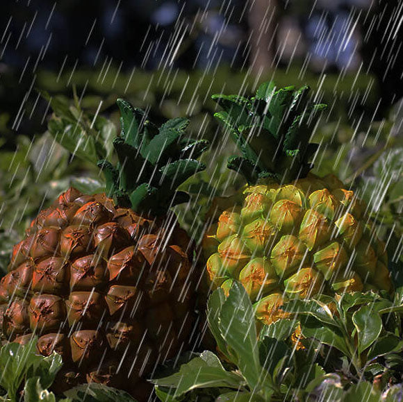 Frendorf | TropiLume Gartenleuchte | Outdoor Solarlicht | Wetterfest | Ananas LED Dekoleuchte