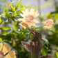 Getrocknete Blumen Aufkleber Set