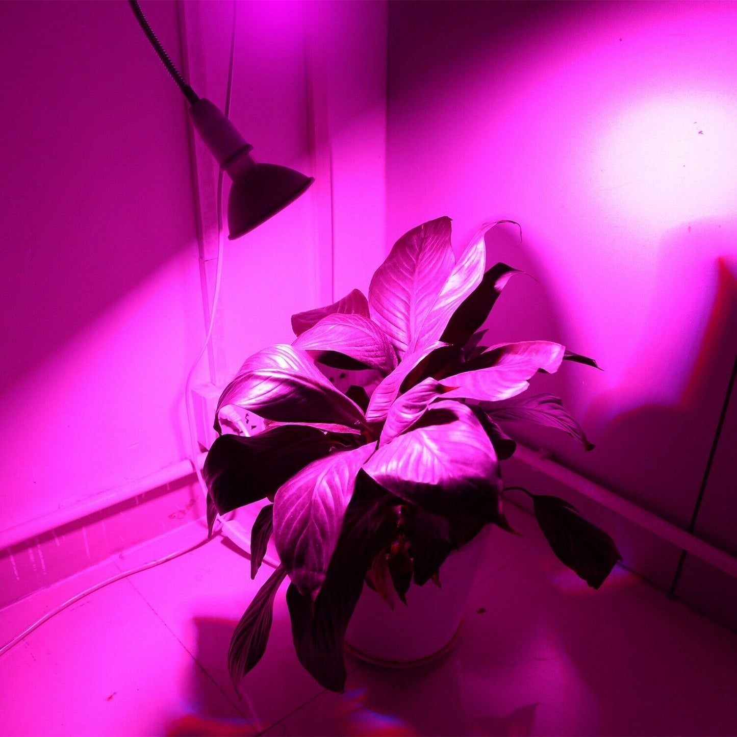 Frendorf | 12W LED 360° drehbares Pflanzenwachstumslicht mit Tischklammer