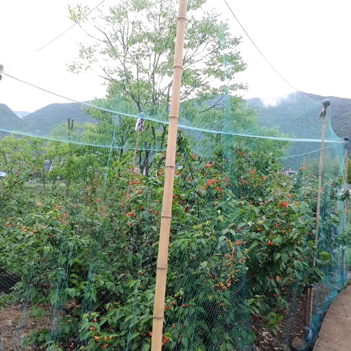 Frendorf | 13 x 33 Ft. Gartennetz