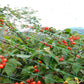 Frendorf | 13 x 33 Ft. Gartennetz