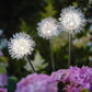 Frendorf | Solaris GlowSphere Gartenleuchte | Aluminiumkugel | LED Solarlicht | Wasserdicht | Warmweiß oder Weiß
