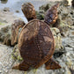 Frendorf | Hawaiianische Schildkröte Harz Ornament