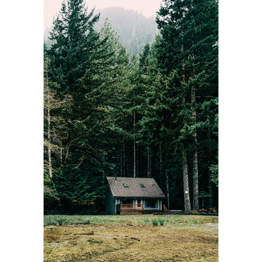 Große Kiefernwald Landschaft Tapete Innen Offenes Feld vor der Hütte Wandkunst in Gelb-Grün, Waschbar