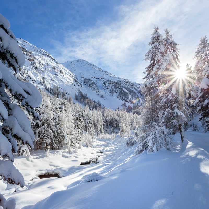 Blauer Himmel Schnee Wald Wandaufkleber Fleckenresistente Modernistische Wohnzimmerc-Wandverkleidung