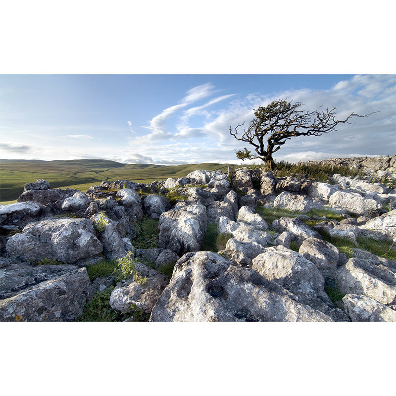 Ganzes Landschafts-Wandbild-Aufkleber Modern Faszinierender Stein und blattloser Baum Wanddekoration in Grau