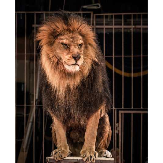 Frendorf | Braune Käfiglöwen-Wandmalerei fleckenresistente moderne Wohnbereich-Wandverkleidung, maßgeschneiderte Größe