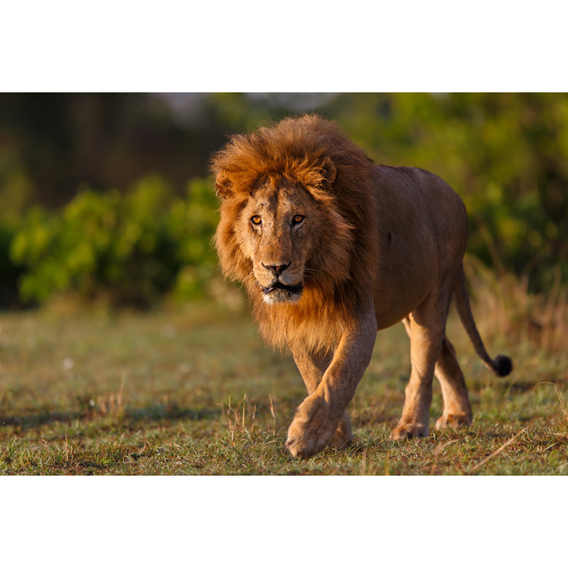 Frendorf | Lion nemen een wandeling muurschildering hedendaagse waterdichting jongens slaapkamer wanddecoratie, op maat gemaakt