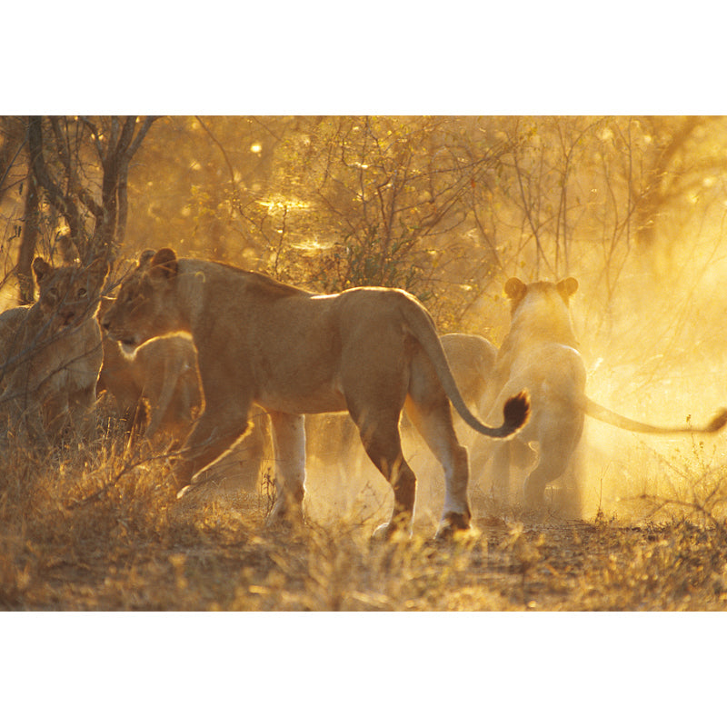 Frendorf | Custom Fotografie Moderne Muur Decal met Leeuwen in Sunset Bospatroon in Bruin