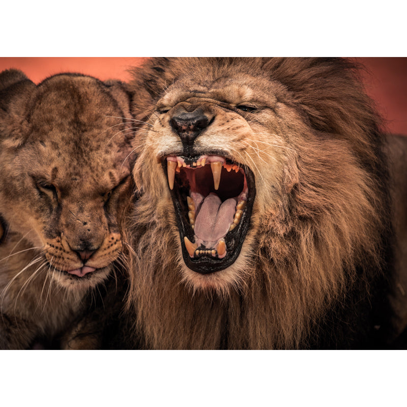 Frendorf | Waterdichte Furious Lion Grommende Muurschildering Moderne Non-Woven Stof Wandbekleding, Maatwerk