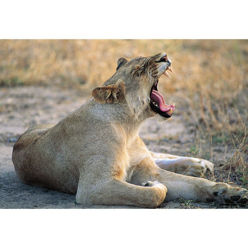 Frendorf | Braune Wildtier-Tapetenmural Löwe gibt ein großes Gähnen Moderne waschbare Wanddekoration