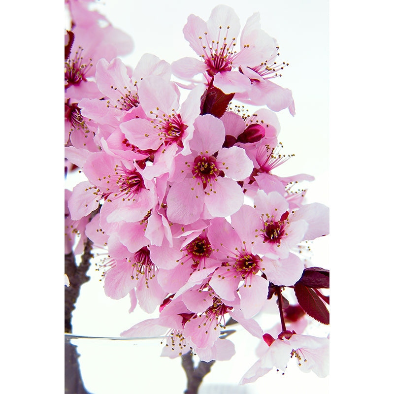 Frendorf | Pink Flower Blossom Wall Mural Moisture Resistant Modern Living Room Wall Covering