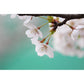 Frendorf | Moisture-resistant floral wall sticker custom contemporary wall art for the kitchen