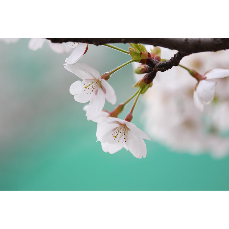 Frendorf | Moisture-resistant floral wall sticker custom contemporary wall art for the kitchen