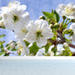Frendorf | Moderne Blossom Muur Decal Non-Woven Textuur Waterdicht Wit Wandkunst voor Binnen