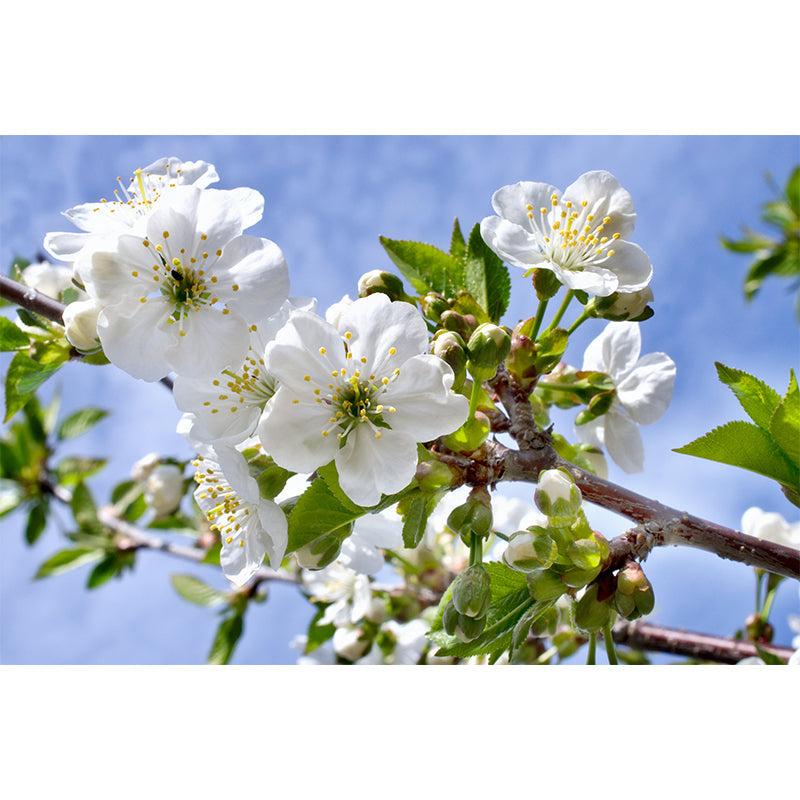 Frendorf | Moderne Blossom Muur Decal Non-Woven Textuur Waterdicht Wit Wandkunst voor Binnen