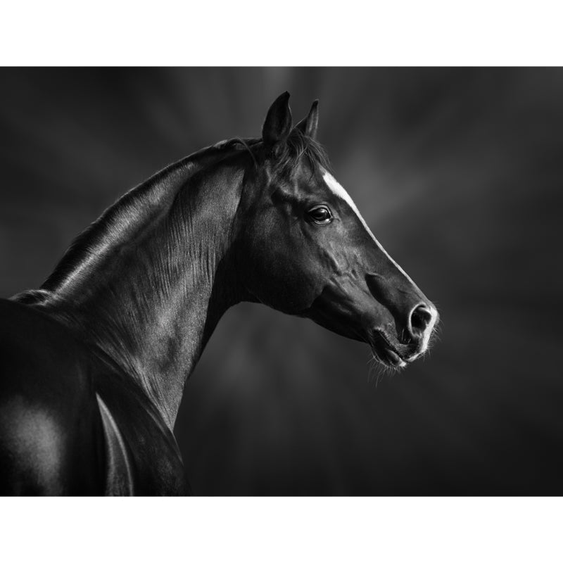 Whole Smart Steed Wandtapete für Wanddekoration Modernes Jungenzimmer Wandkunst