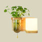 Frendorf | Holz Globe/Zylinder Wand Sconce Nordisch Creme Glas 1 Glühbirne Schlafzimmer Wandlicht mit Pflanzen Topf und Zugkette
