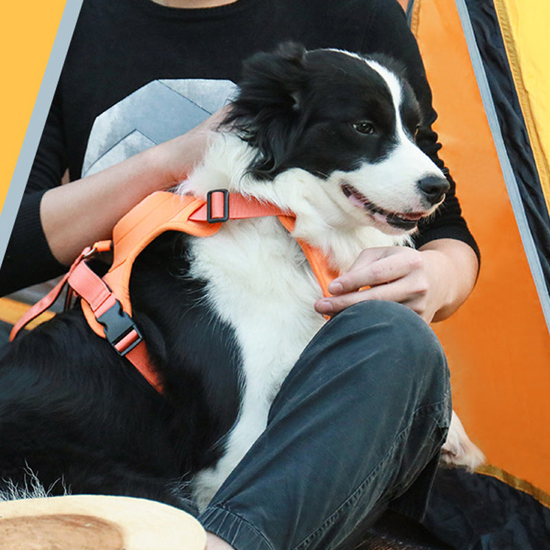 Frendorf | 2 in 1 Geschirr mit integrierter Leine