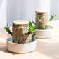 Frendorf | WoodlandNook - Mini-Terrarium für frische Luft und positive Energie