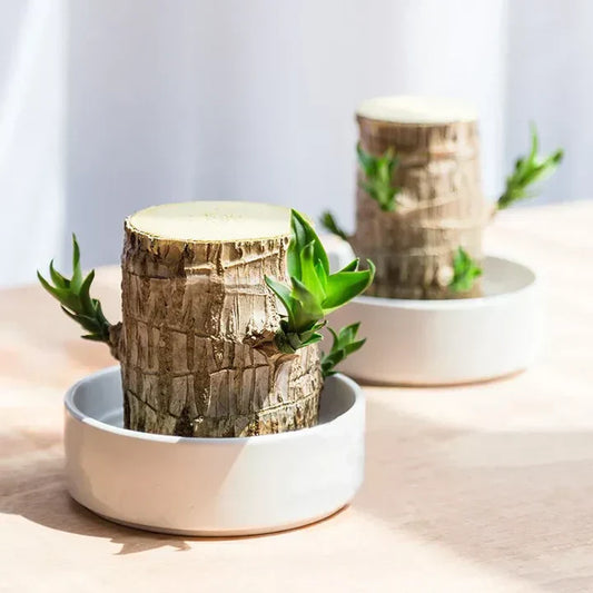 Frendorf | WoodlandNook - Mini-Terrarium für frische Luft und positive Energie