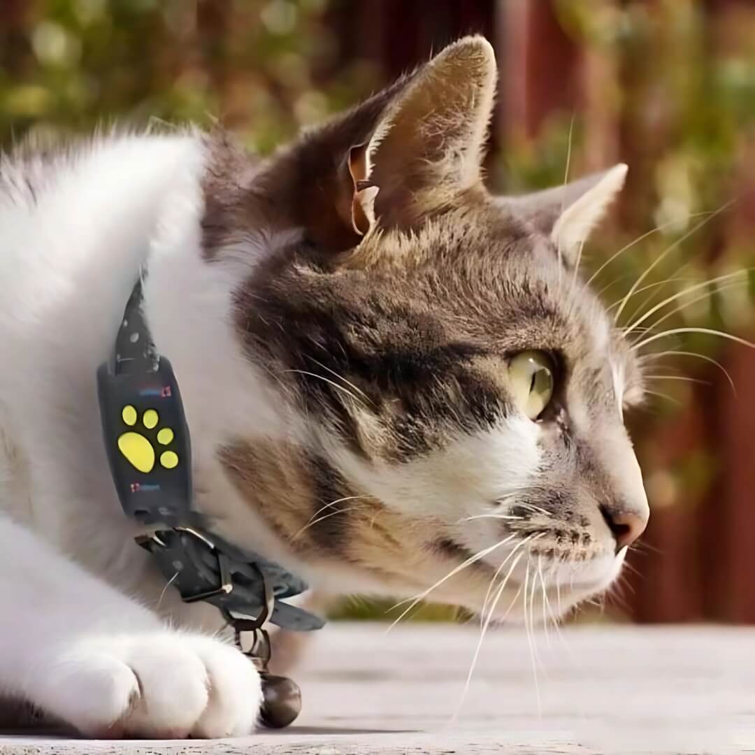 Frendorf | #1 Finde GPS Katzen Tracker mit Echtzeitpositionierung, wasserdichtem Design und Aktivitätsüberwachung für Haustiersicherheit und -verfolgung