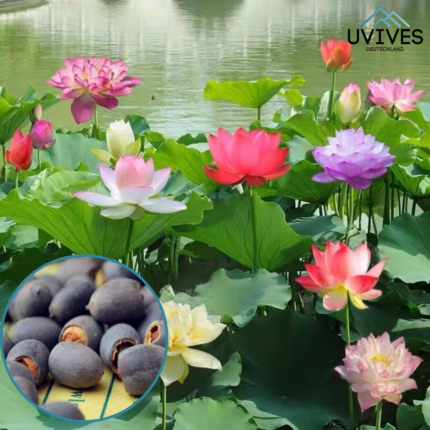 Frendorf |  LotusBloom – Magische Blütenpracht für deinen Teich