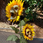 Frendorf | BloomSkull – Die gruselig-schöne Sonnenblume für Halloween!