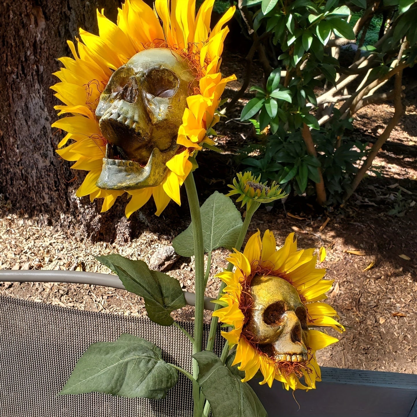 Frendorf | BloomSkull – Die gruselig-schöne Sonnenblume für Halloween!