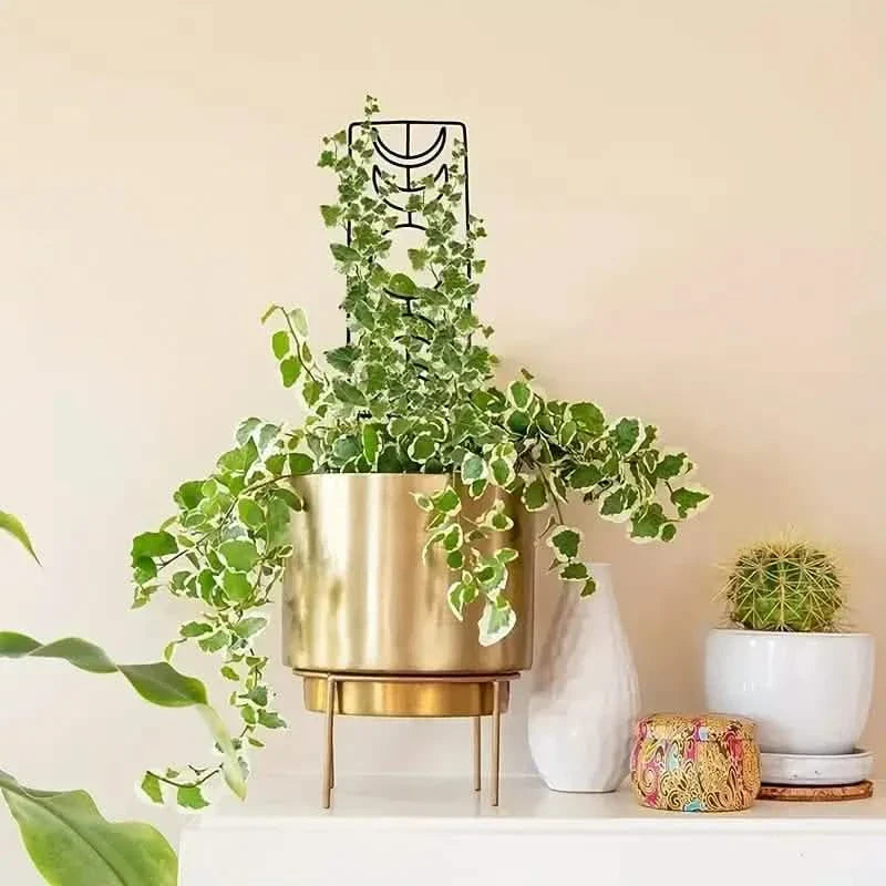 Frendorf | 2er-Pack: Metall Pflanzenrahmen für Kletterpflanzen Innen