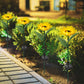 Frendorf | 2er-Pack: Solarbetriebene Sonnenblumenlichter LED Dekorative Stehlampe