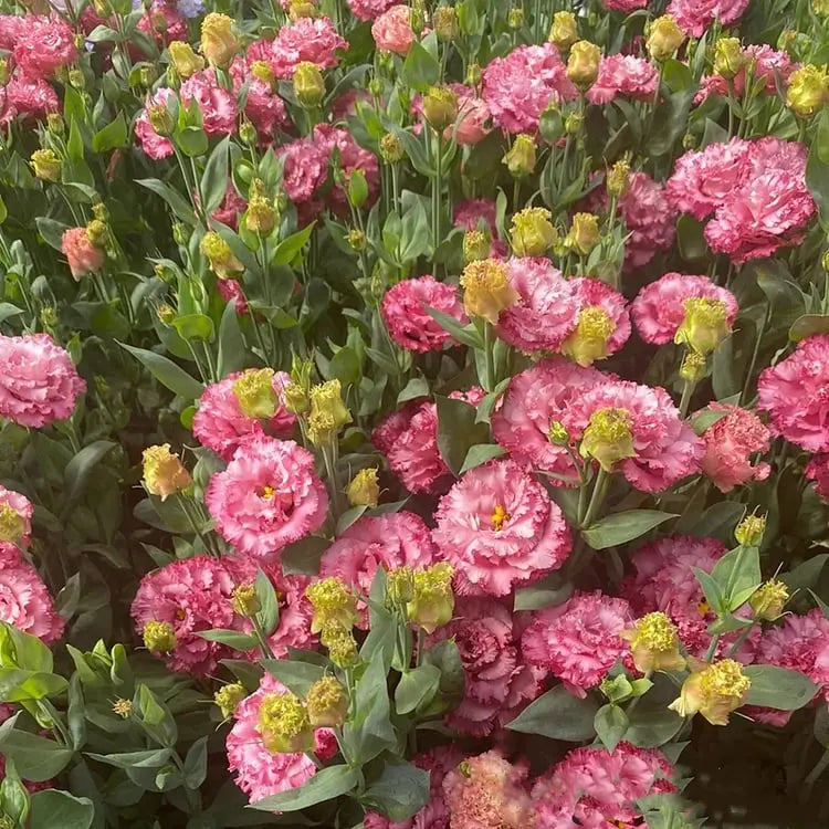 Frendorf | 200 Samen Eustoma-Dornlose Rosensamen – Schnelles Keimen & Lange Blütezeit
