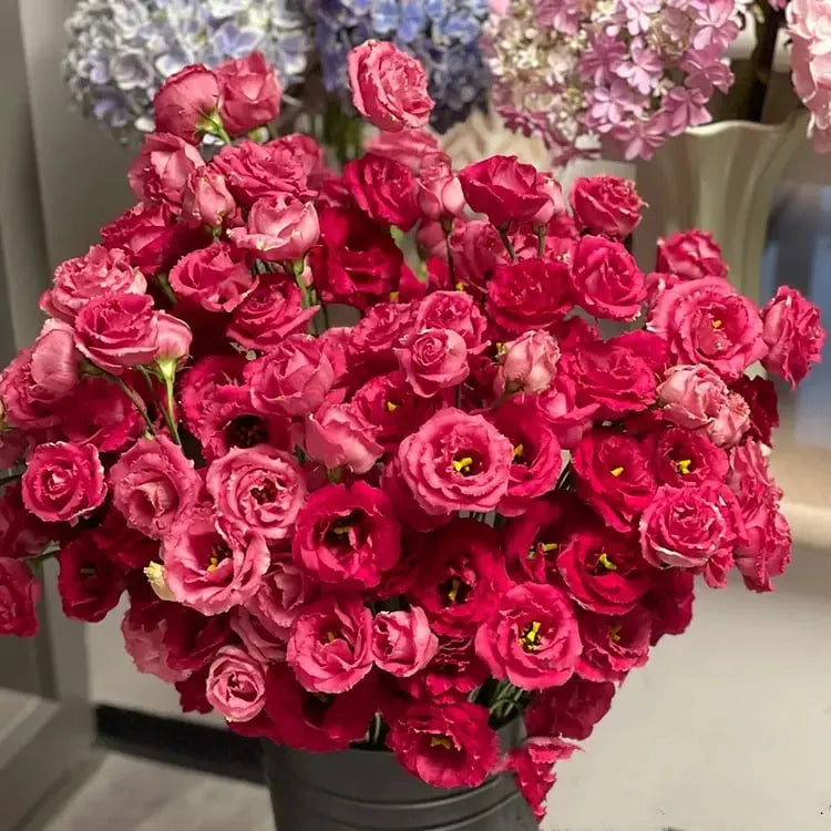 Frendorf | 200 Samen Eustoma-Dornlose Rosensamen – Schnelles Keimen & Lange Blütezeit