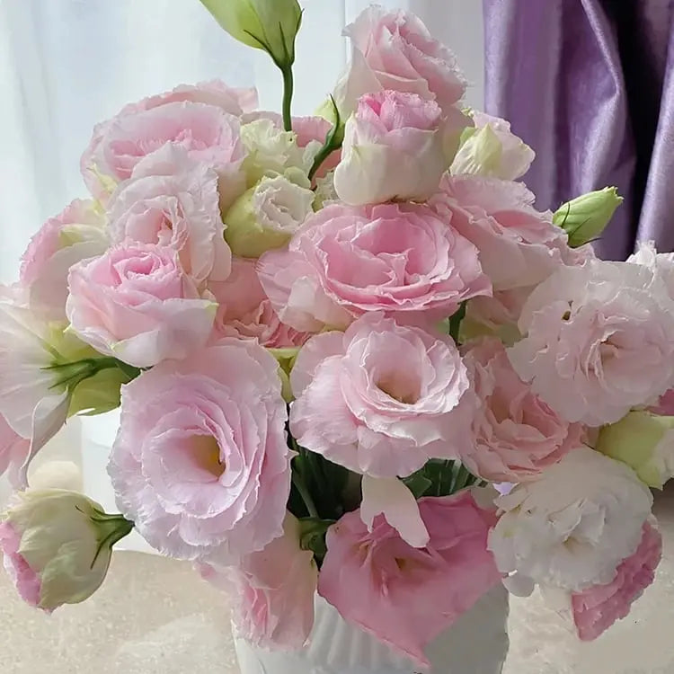 Frendorf | 200 Samen Eustoma-Dornlose Rosensamen – Schnelles Keimen & Lange Blütezeit