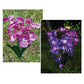 Moderne Kreative Simulation Phalaenopsis Solar LED Außen Patio Rasen Boden Einstich Landschaftslicht