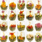 Frendorf | 20 Stück Blühende Blumentee