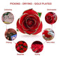 Frendorf | 24k Gold Getauchte Ewige Rose